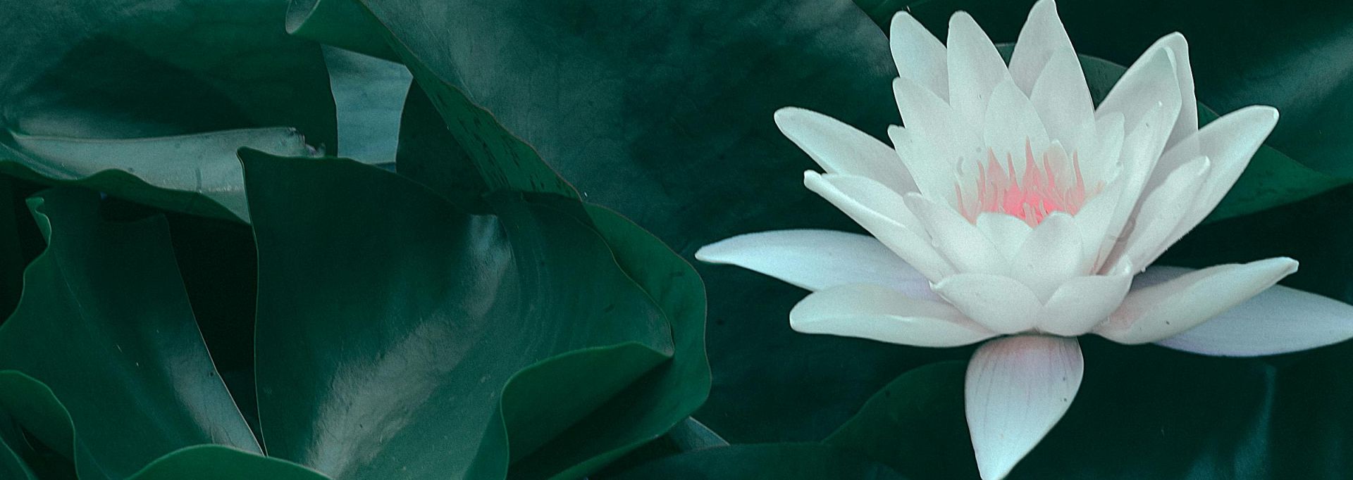 Blooming lotus flower with green leaves