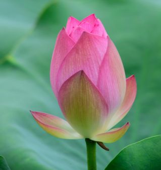 Selective Focus of Pink Flower