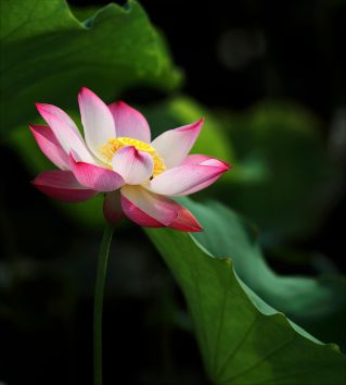 Shallow Focus Photo of Pink and White Petaled Flower