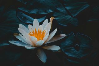 Close-up Photography of Water Lily